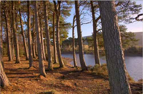 New Wood Logs Scotland Website